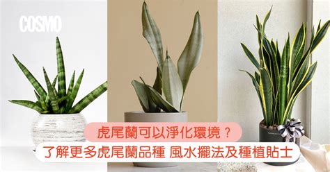 虎尾蘭廁所風水|浴室淨化植物風水必學！廁所擺放虎尾蘭大忌揭密